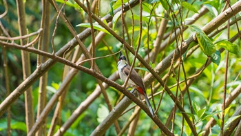 Many bird species inhabit the park including Red-whiskered Bulbul.